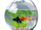 Fish Tank Animal Accessories in Colombo 6