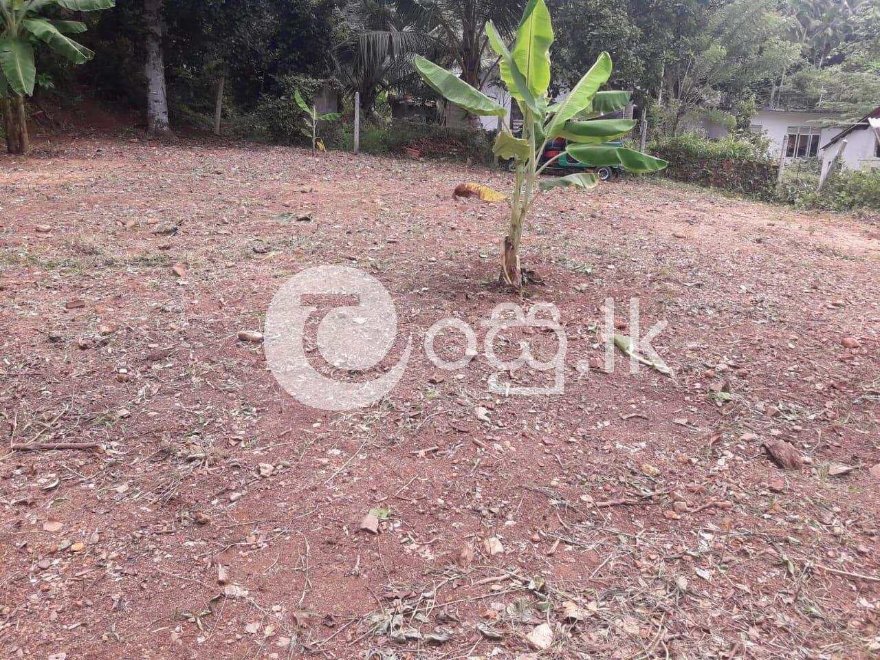 Prime Residential Land for Sale in Homagama Land in Homagama