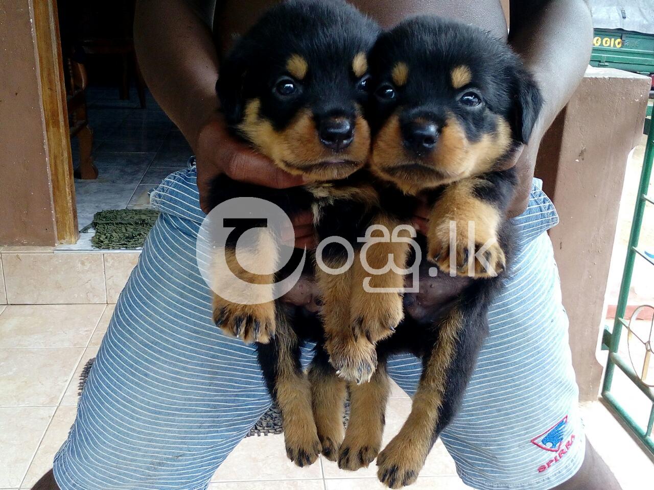 Rottweiler Puppy Pets in Ambalangoda
