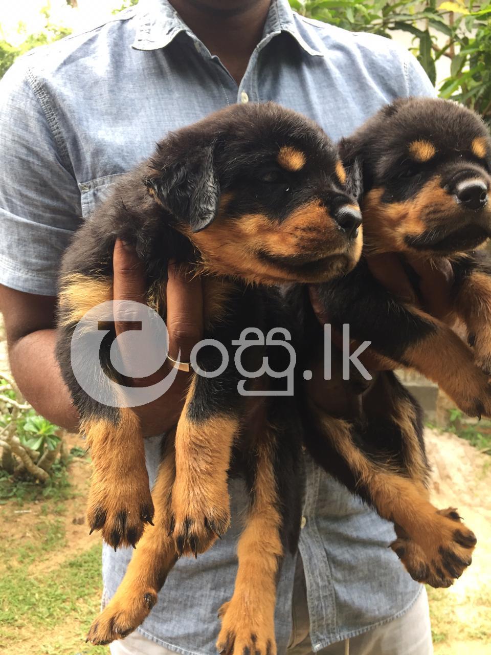 Rottweiler Puppies Pets in Ambalangoda