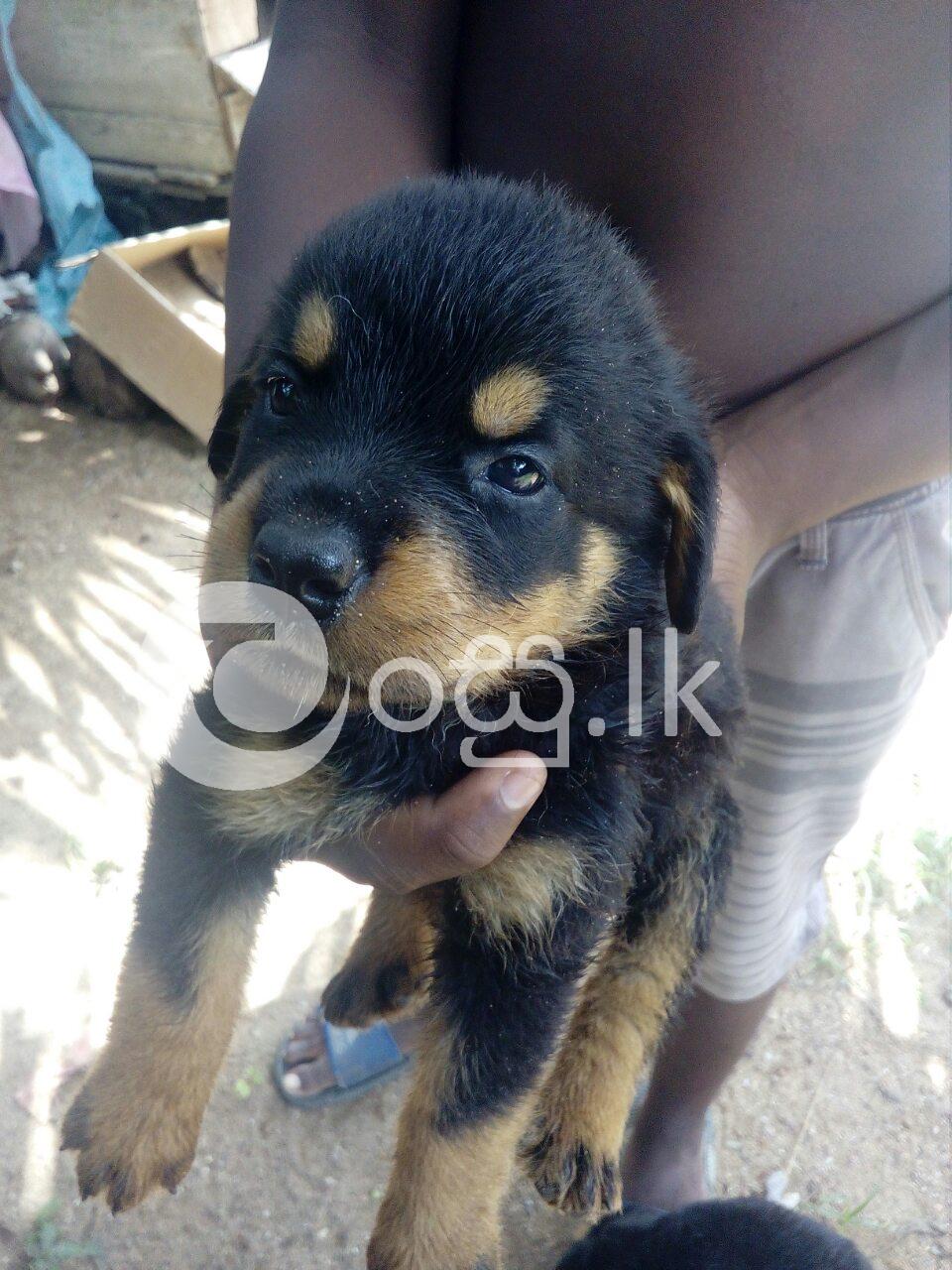 Rottweiler puppy for sale ambalangoda