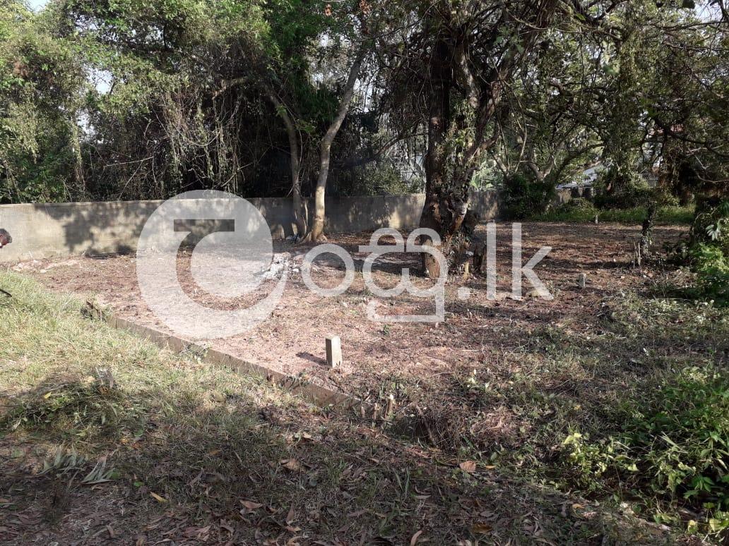 Land for sale in Ja Ela. Land in Ja Ela