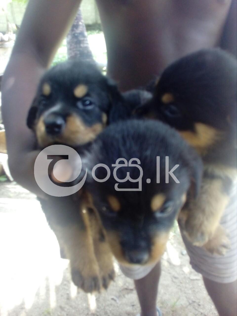 Rottweiler Puppy Pets in Ambalangoda