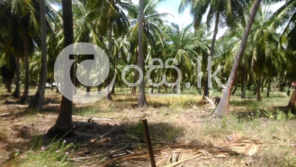 Coconut Land for Sale in Chilaw Land in Chilaw
