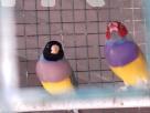 Breeding gouldian pairs Pets in Mount Lavinia