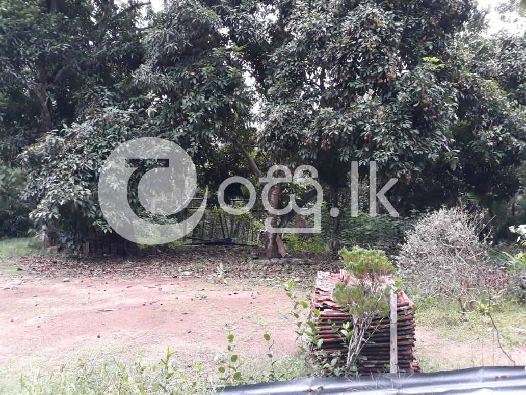 Urgent Sale For Land In Mirigama Land in Mirigama