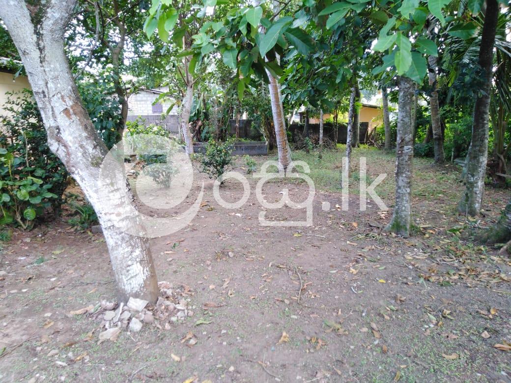 Land For Sale In Panadura Land in Panadura