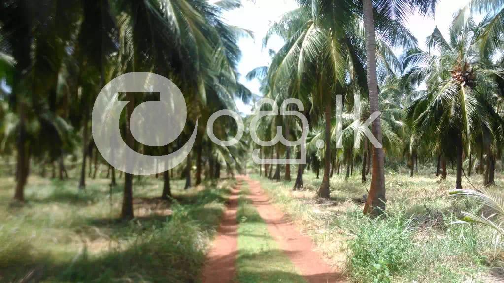 Coconut Land for Sale in Chilaw Land in Chilaw