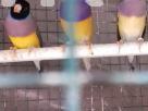 Breeding gouldian pairs Pets in Mount Lavinia