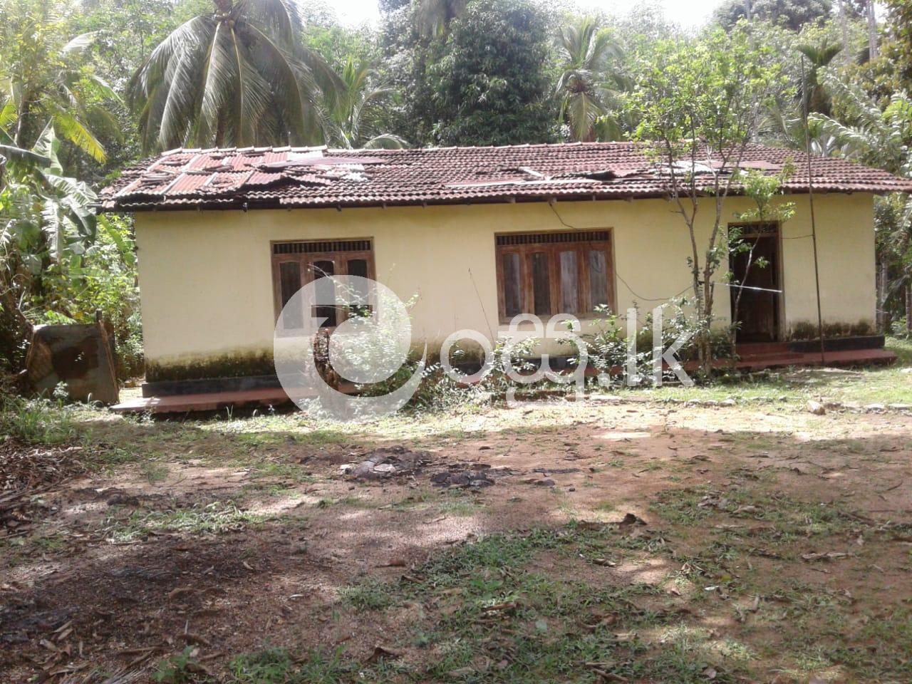Rubber and Pepper Agriculture Land for Sale in Wellawaya Land in Wellawaya
