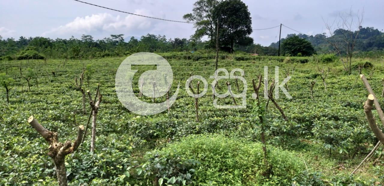 Valuable Land with Luxury Bungalow for Sale in Ratnapura Commercial Property in Ratnapura