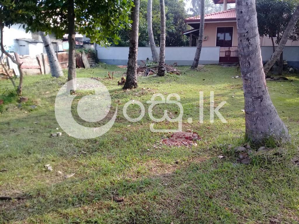Valuable 17 Perch Coconut Land  Land in Negombo