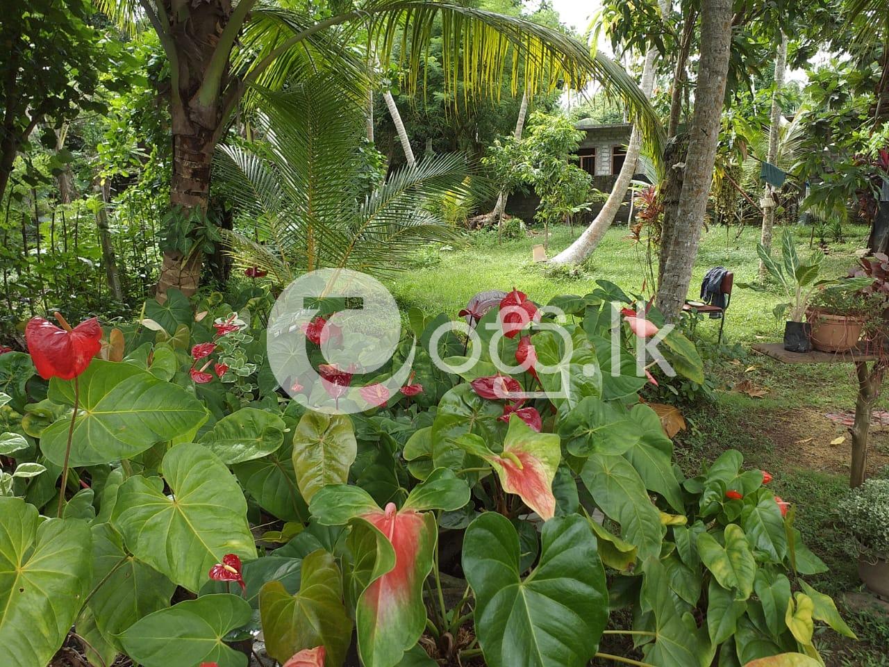 Land for Rent In Moragalla Land in Aluthgama