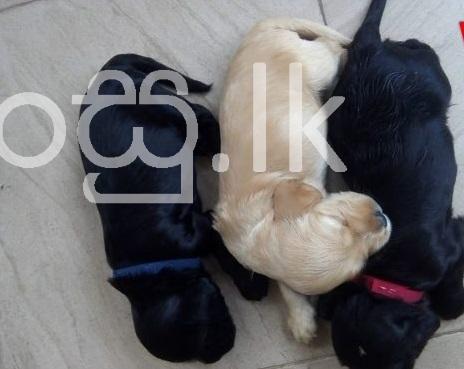 Original cocker spaniel puppies Pets in Negombo
