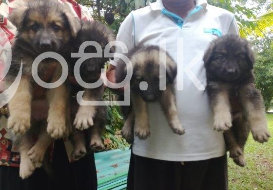 German Shepherd Puppies Pets in Ragama