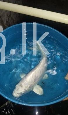 Carp fish Pets in Rambukkana