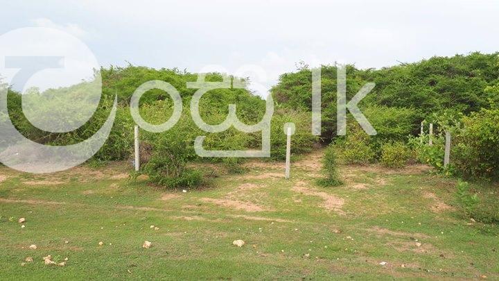 12 Acre Land for sale in Batticaloa Land in Batticaloa