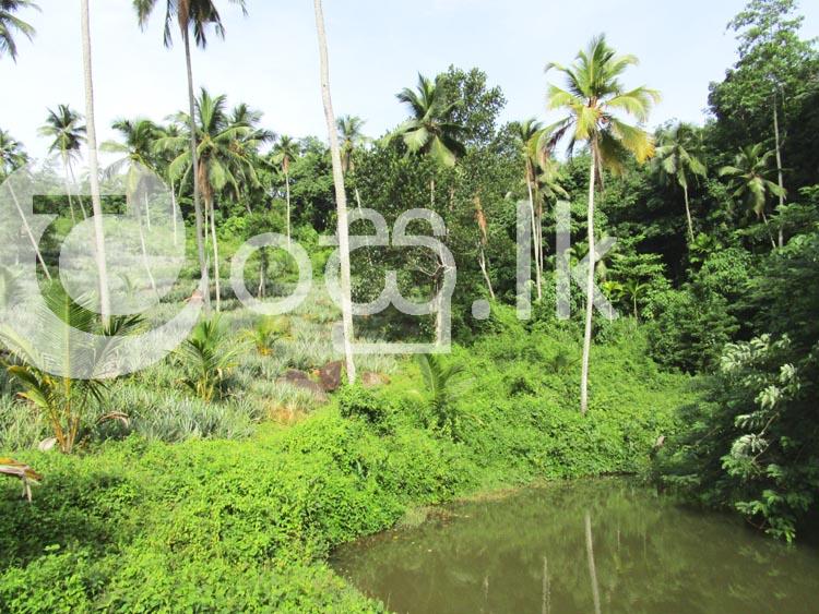 Eco Friendly Agricultural Land for Sale in Mirigama  Gampaha. Land in Mirigama