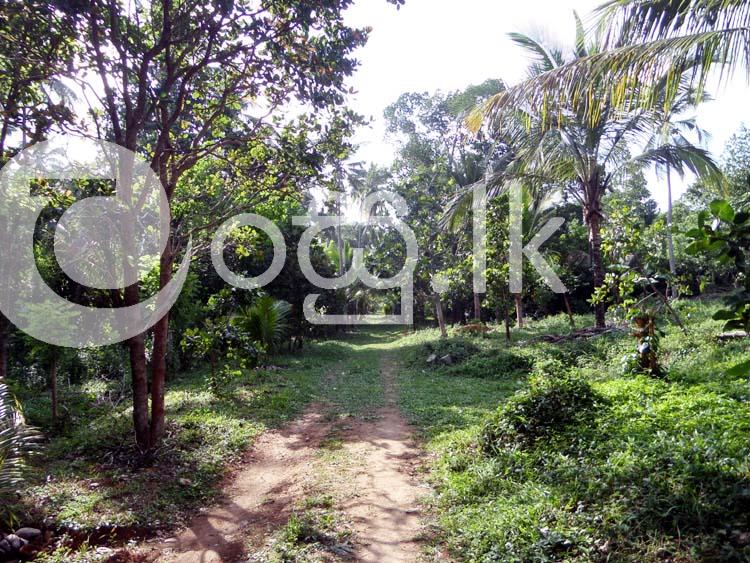 Well Cultivated 11 Acres Land for Sale in Matale. Land in Palapathwela