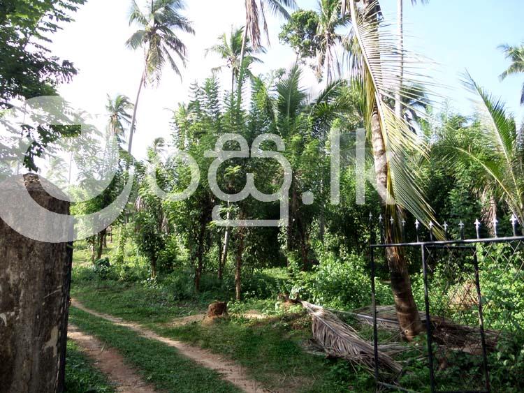 Well Cultivated 11 Acres Land for Sale in Matale. Land in Palapathwela