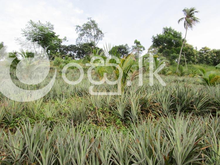 Eco Friendly Agricultural Land for Sale in Mirigama  Gampaha. Land in Mirigama