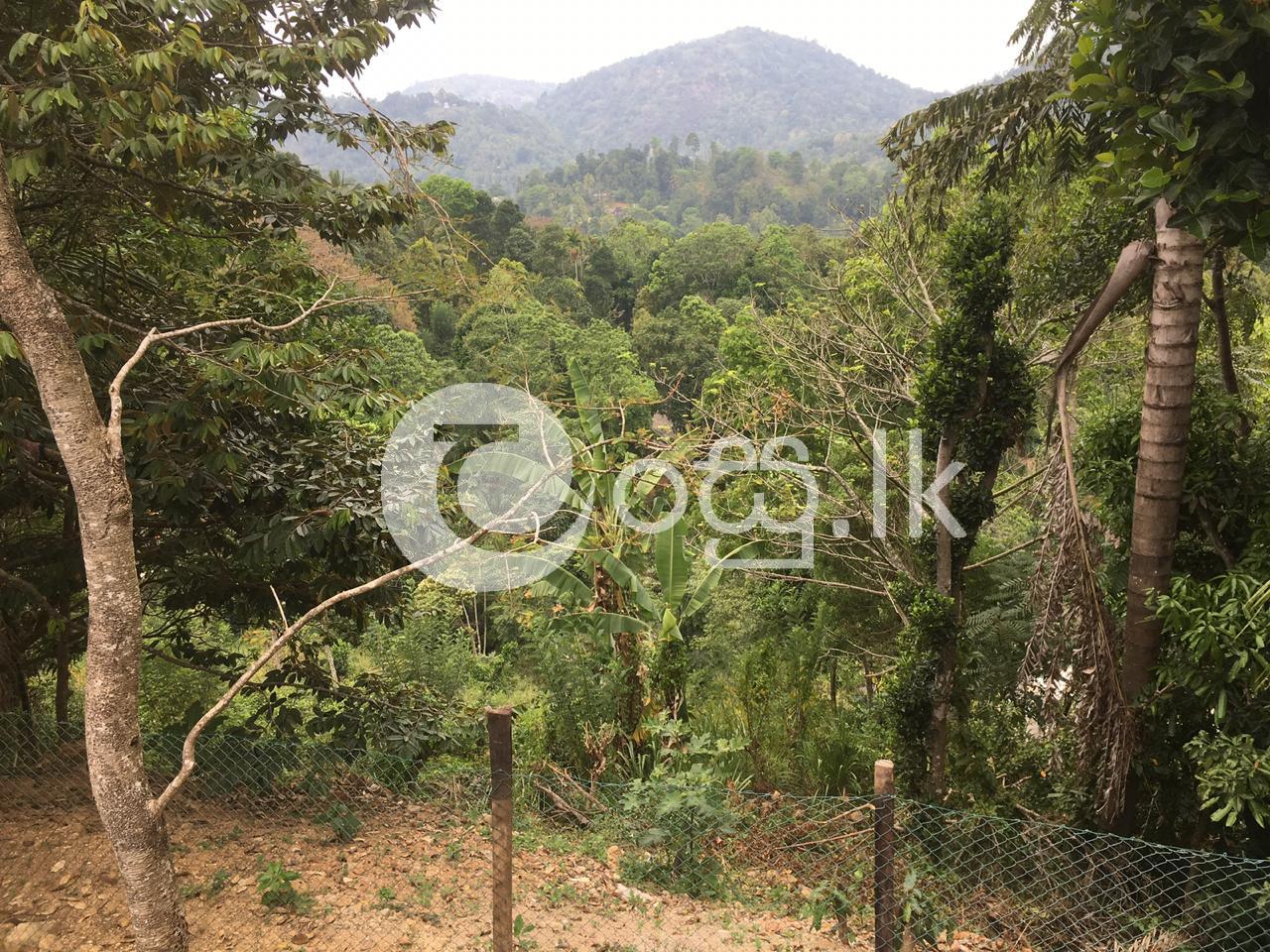 Land for sale in Gampola Land in Gampola