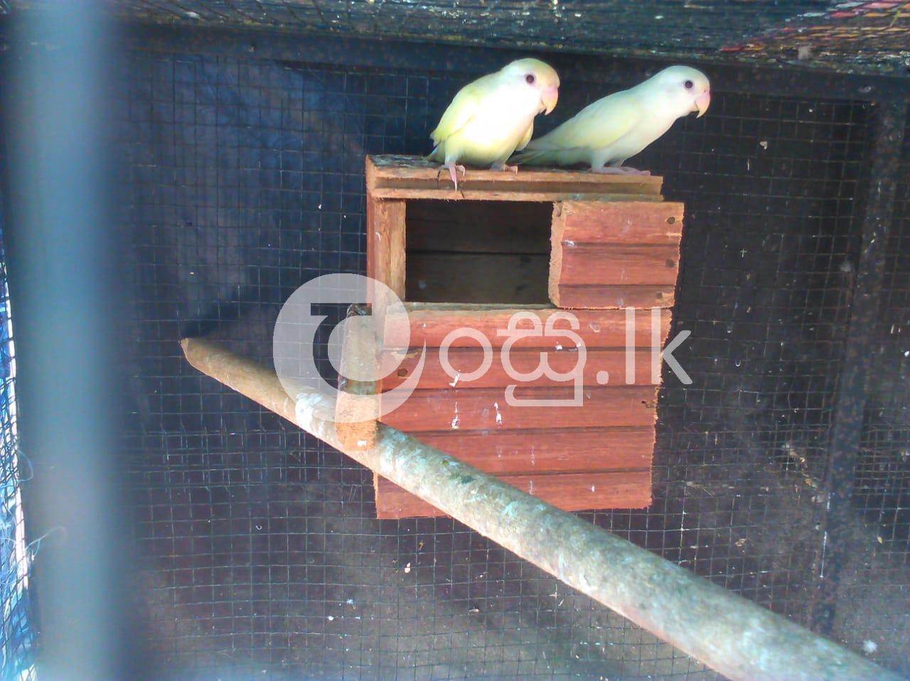 African love birds and Red Eye Parrots Pets in Anuradhapura