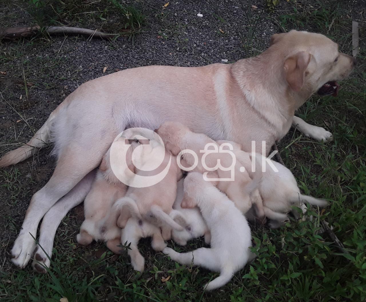 Labrador Dog Pets in Ambalangoda
