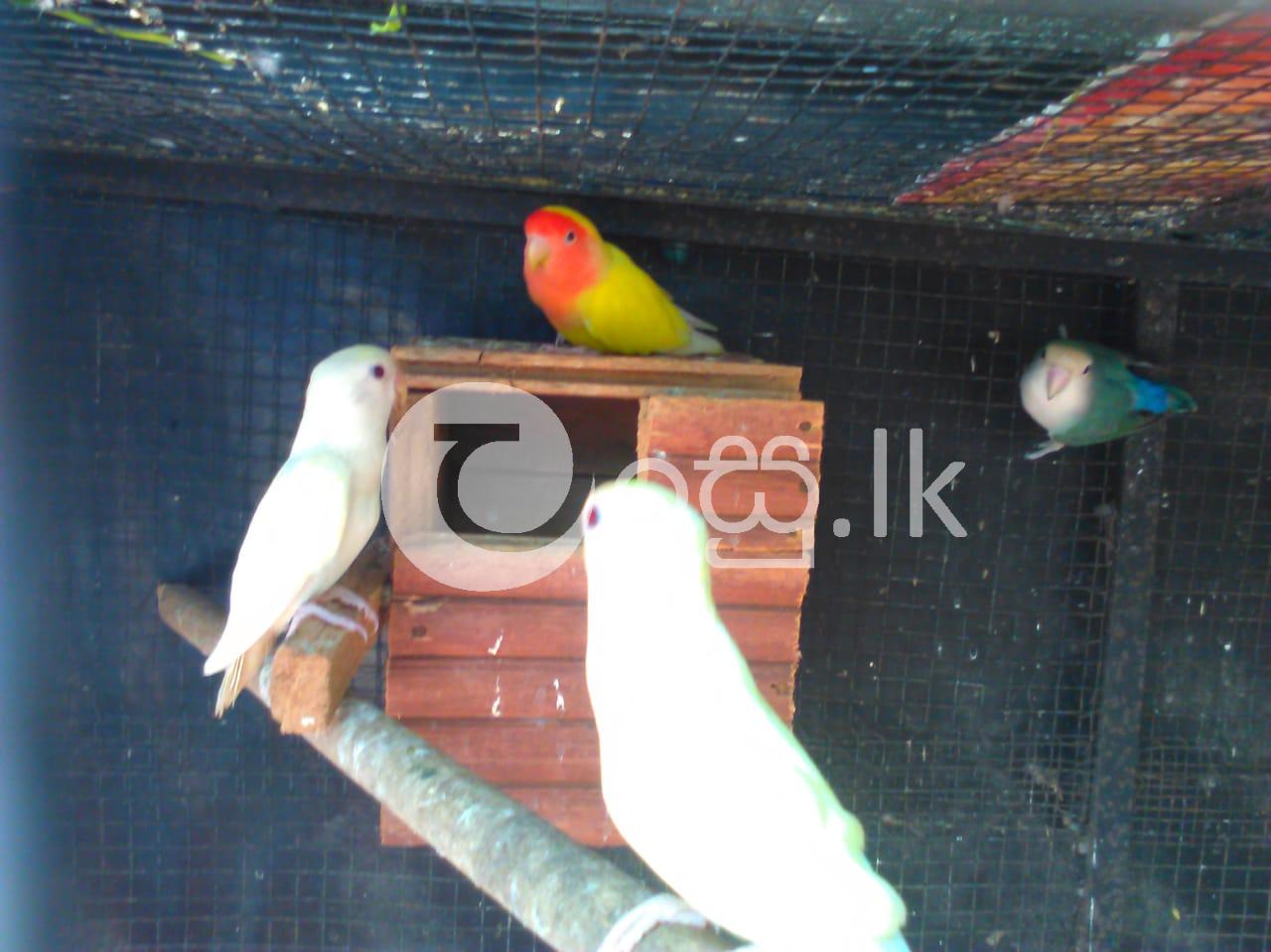 African love birds and Red Eye Parrots Pets in Anuradhapura