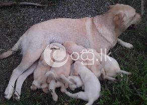 Labrador Dog in Ambalangoda