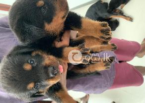 Rottweiler puppies in Ambalangoda