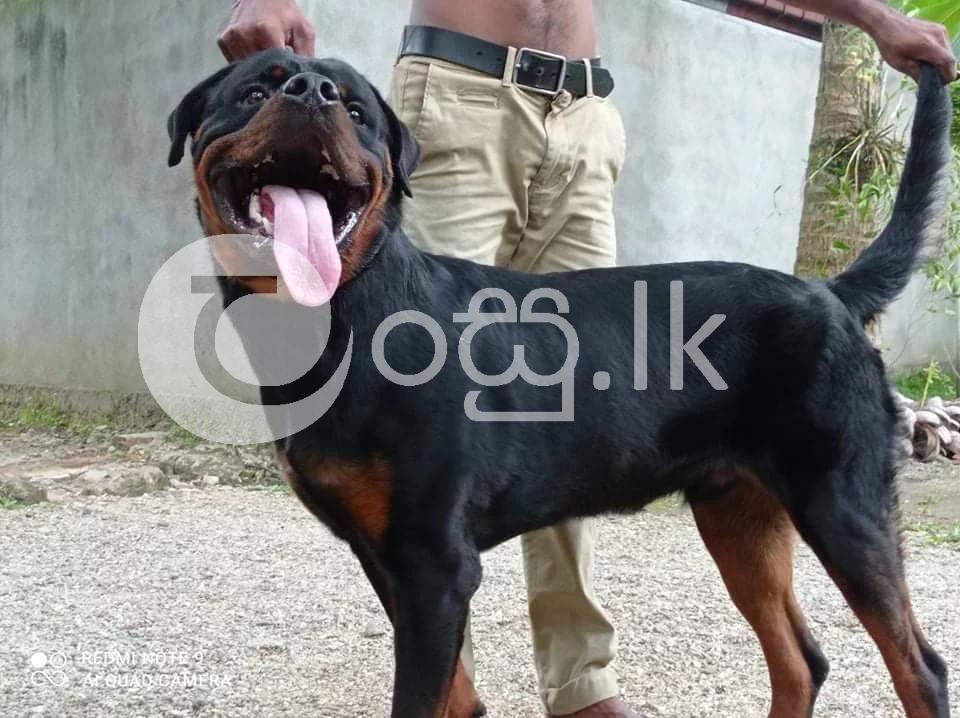 Rottweiler & Labrador Dog for Crossing In Galle Pets in Ambalangoda