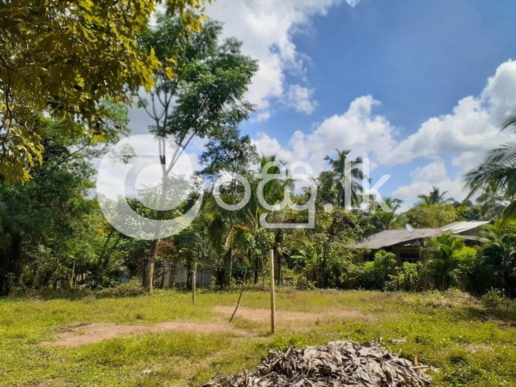 කුරුණෑගල පුත්තලම ප්‍රධාන මාර්ගයට 700 මීටර් දුරින් තිත්තවැල්ල Land in Kurunegala