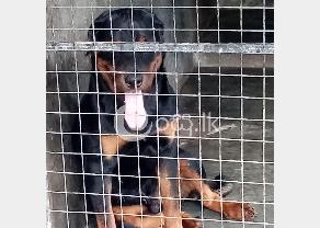 Rottweiler & Labrador Dog for Crossing In Galle in Ambalangoda