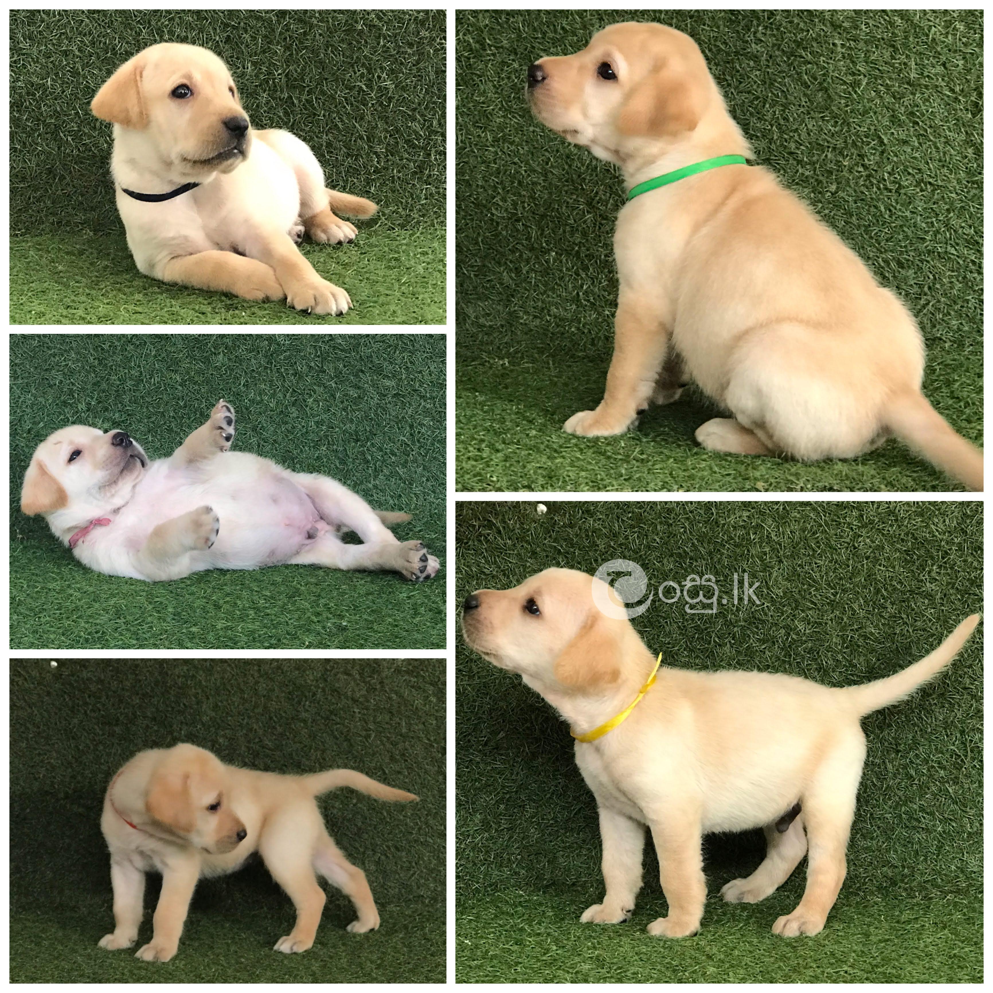 Quality Labrador puppies for sale Pets in Ragama