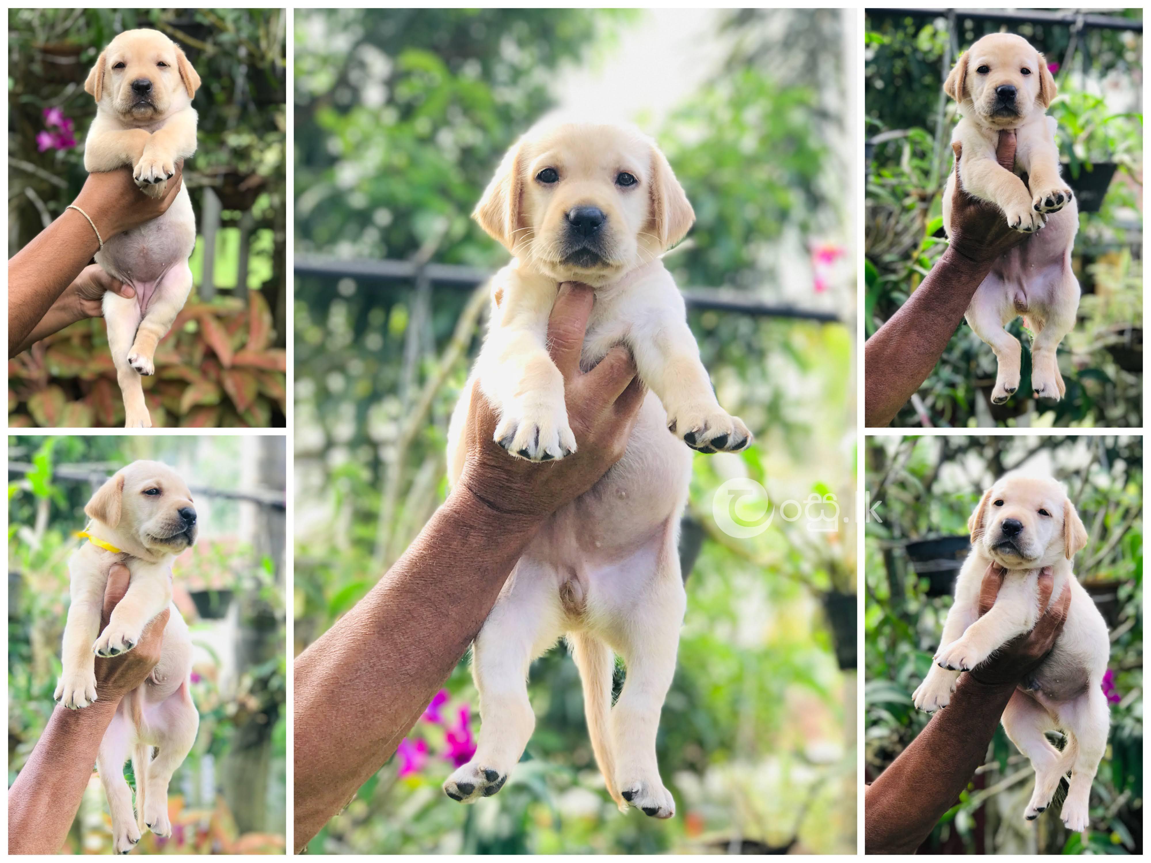 Quality Labrador puppies for sale Pets in Ragama