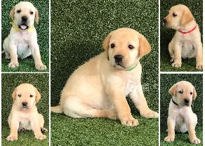 Quality Labrador puppies for sale in Ragama