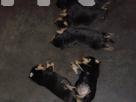 Rottweiler Puppies Pets in Gampaha
