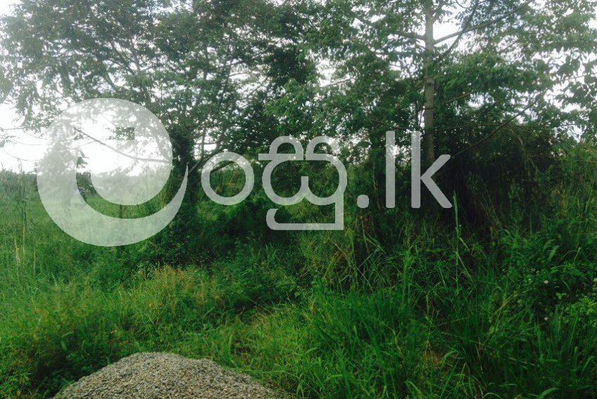 30 Perches of Land in Wattala Land in Colombo 1