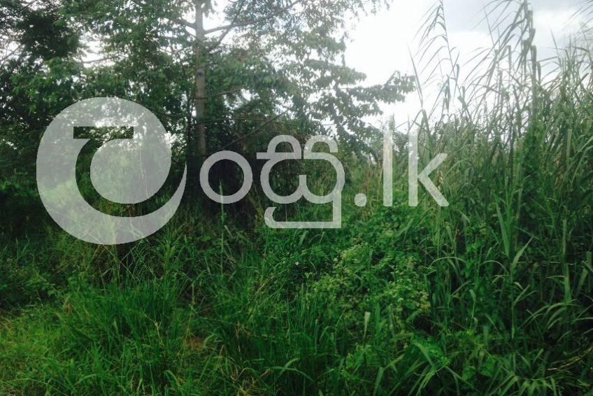 30 Perches of Land in Wattala Land in Colombo 1