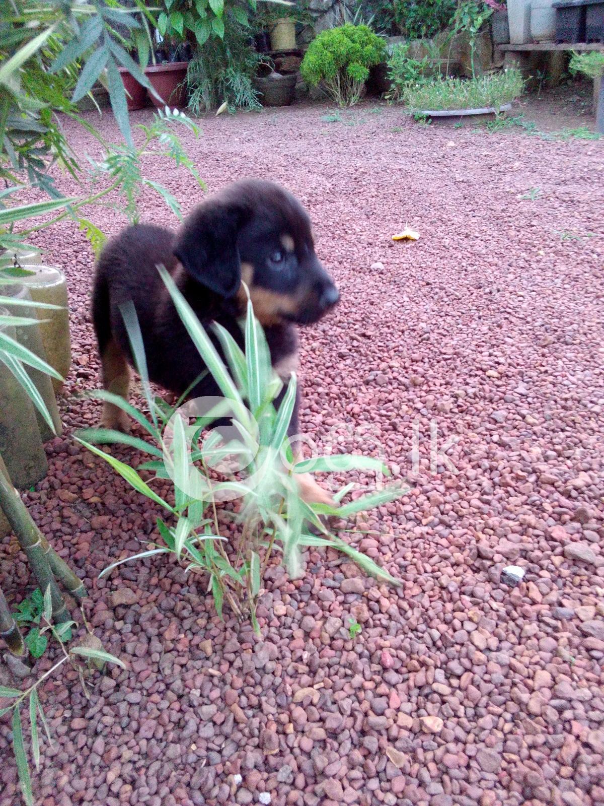 Rottweiler Puppies Pets in Ambalangoda