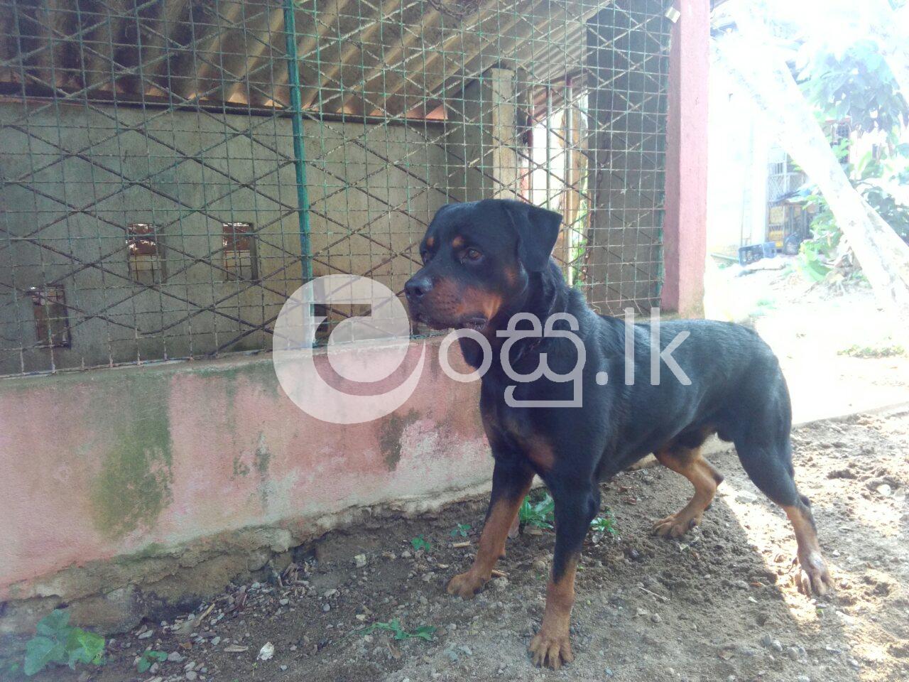 Rottweiler dog Pets in Balapitiya