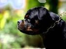 Rottweiler puppies Pets in Gampaha