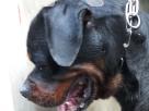 Rottweiler puppies Pets in Gampaha