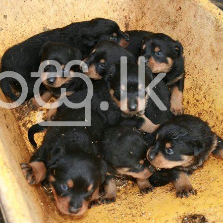 Rottweiler Dog Price In Sri Lanka
