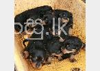 Rottweiler Puppies in Gampaha