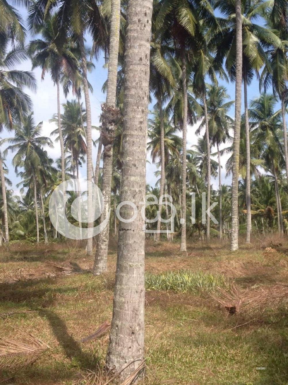 Weliweriya Coconut Estates Land in Gampaha