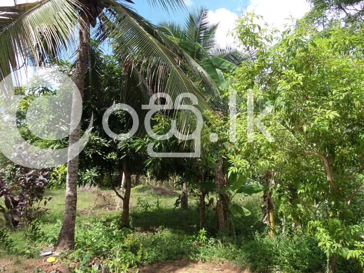 Residential Land with House Land in Nikaweratiya