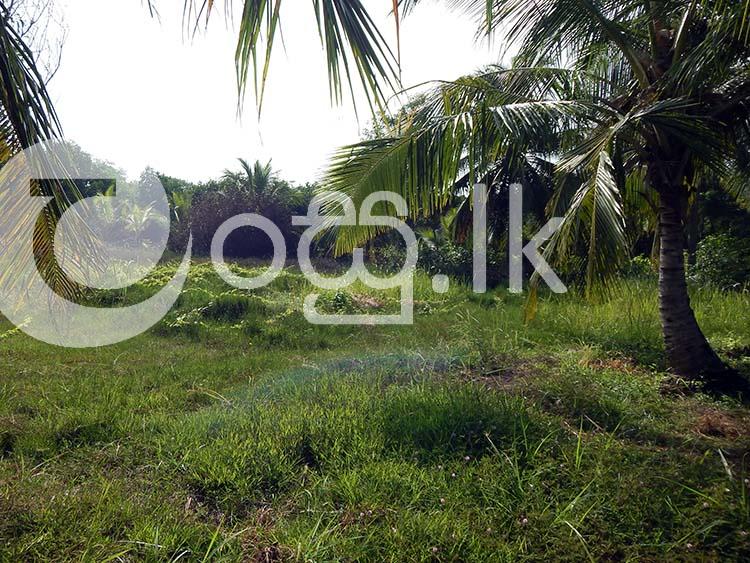 Lagoon front Land in Negombo Land in Negombo