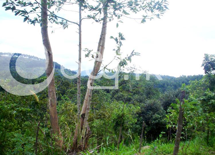 5 Acre Land in Kandy  Land in Kadugannawa